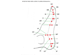 ТОПОГРАФИЯ БИОЛОГИЧЕСКИ АКТИВНЫХ ТОЧЕК НА СТОПАХ