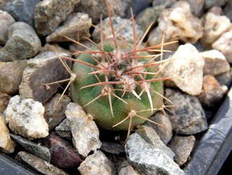 Gymnocalycium bruchii v. niveum VG 536