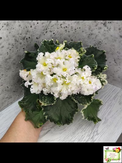 Dn-Macabeo (Д. Денисенко) 2019 г. (укоренённый лист)