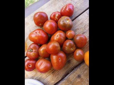 Томат Шоколадный Генри