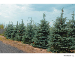 Голубая Ель - Blue spruce