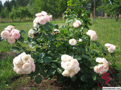 Роза Букет Парфе - Bouquet Parfait