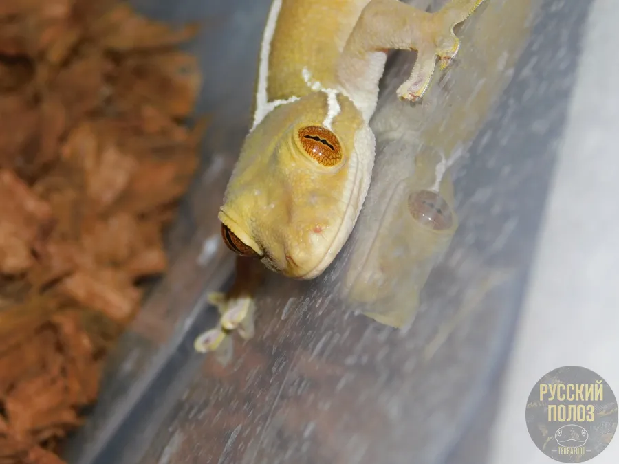 Полосатый геккон, Gekko vittatus