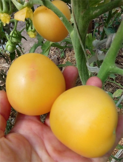 Томат Абрикосовый джем (Apricot jam)