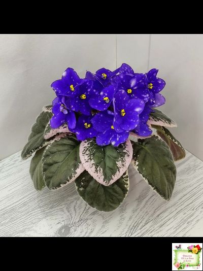 Rivermist Heavenly (J. Baker) (лист с детками укоренённый)