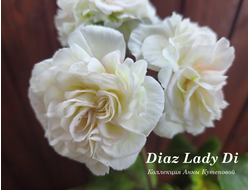 Пеларгония Леди Ди