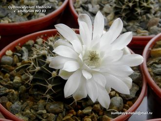 Gymnocalycium friedrichii v.albiflorum WO 83  - (D=45-50мм)