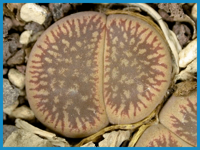 Lithops aucampiae v. euniceae f. fluminalis C 054