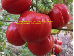 Томат Итальянский красный Джорджа Детсика (George Detsikas Italian Red)