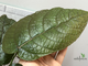 Ficus aspera cannonii / Фикус Аспера Канони