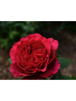Хитклиф (Heathcliff) роза, ЗКС