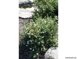 Лапчатка кустарниковая Эбботсвуд Купить Саженцы в Москве