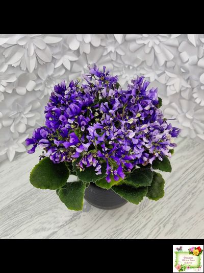 СК-Вьюнок (А.Кузнецов) (2 листа посажены в 1 стак. 24.01.26)