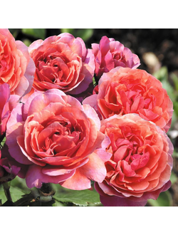 Ладюре (La Duree)