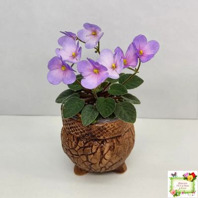 Frosted Fantasy спорт трейлер