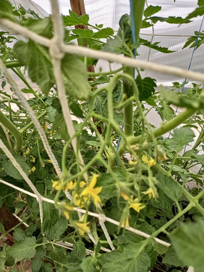 Томат Мультифлора Гигант (Giant multiflora, Multiflora Long Keeper)