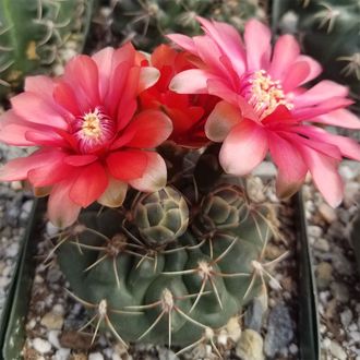 Гимнокалициум Бальда - Gymnocalycium Baldianum, Гимнокалициум Балдианум, высокогорный кактус, красиво цветущий