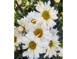 Энби виддинг Крем