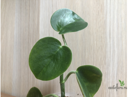 Peperomia incana (Пеперомия седая)