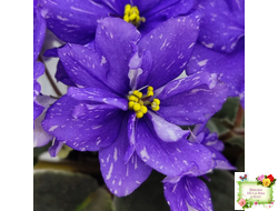 Н-Млечный Путь (Н. Бердникова)