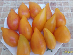 Томат Похвала Марины, (Marina's Praise, Гордость Марины)