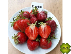 КЛУБНИКА "КЛЕРИ" (РАННЯЯ, УРОЖАЙНАЯ, СЛАДКАЯ БЕЗ КИСЛОТЫ)