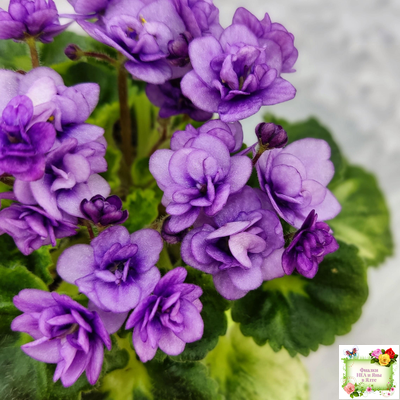 Little Caboose (H. Pittman) (гёрл-лист с кроновой пестролистностью)