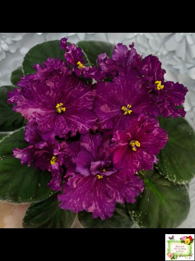 РМ-Финикийская Принцесса (Н. Скорнякова) 2023 г. (лист посажен 05.10.25)