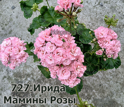 Ирида Мамины Розы пеларгония купить в Нижнем Новгороде Товары для дома и дачи Ав