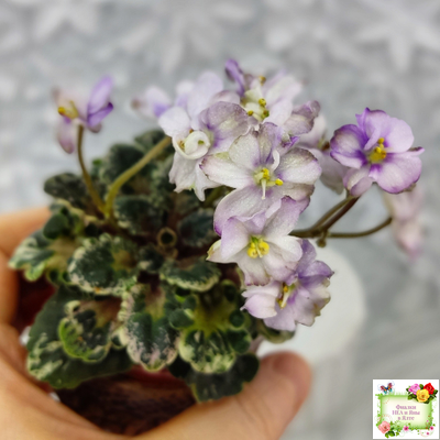 Heavenly Girl (Хевенли Гел), H.Pittman (пестролистный гёрл)