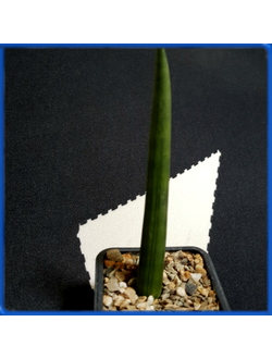 Sansevieria cylindrica