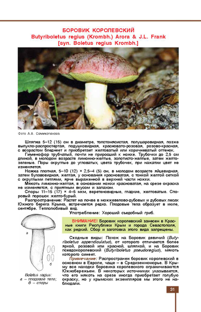 Грибы знакомые и незнакомые
