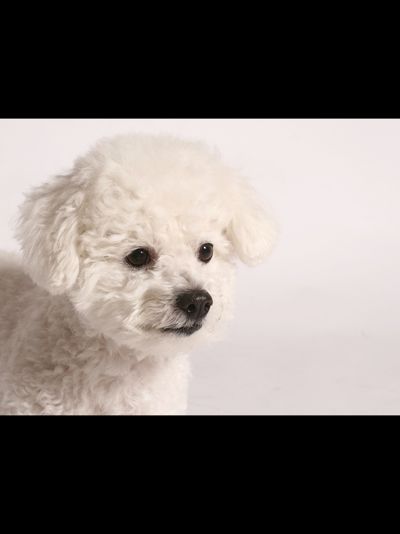 Купить греющую картину с фото белый щенок