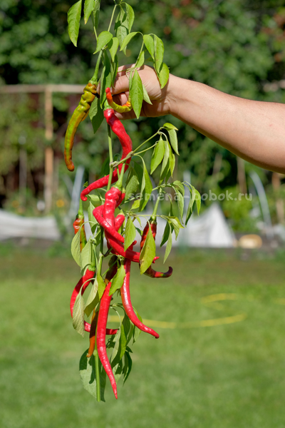 Перец острый Long Chili (Длинный Чили), 10 шт