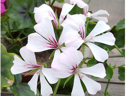 Пеларгония Ville de Drezden