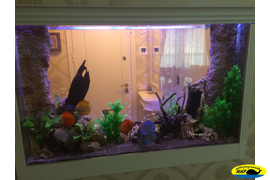 Аквариум с дискусами