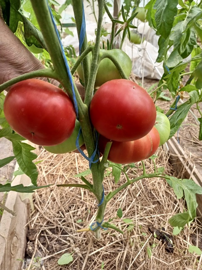 Томат София Бордо (Sofia Bordo)