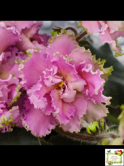 РМ-Саломея (Н. Скорнякова) 2019 г.