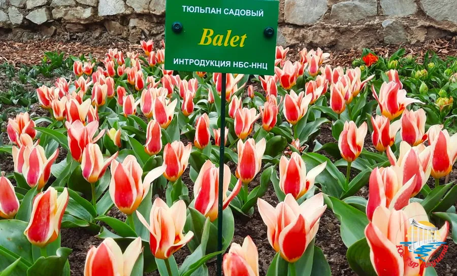 НБС. Тюльпаны.