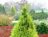 Кипарисовик Лавсона Стардаст (Chamaecyparis lawsoniana Stardust)(30-40/3л)