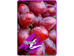 Гусар (укоренённый черенок)