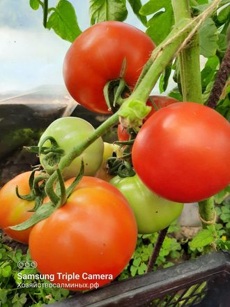 Семена томаты Джина. ЛПХ  Хозяйство Салминых