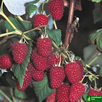 Малина  рем.* "Химбо Топ"