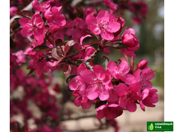 Яблоня "Роялти" (декоративная)