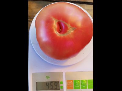 Томат Минусинец