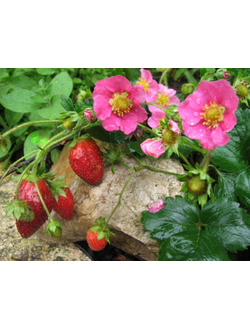 Земляника «Липстик» (Lipstick)