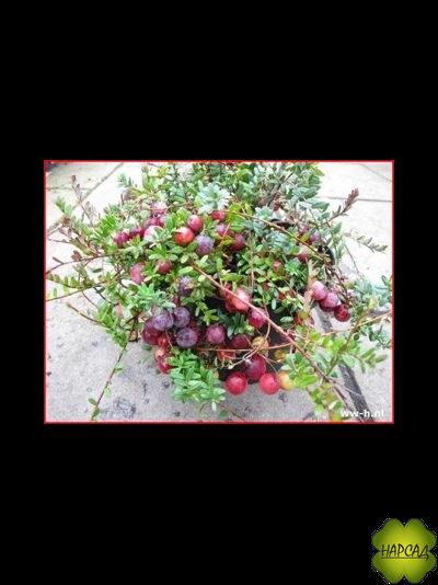 КЛЮКВА &quot;ПИЛИГРИМ&quot;