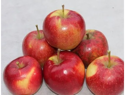 Радогость(яблоня)