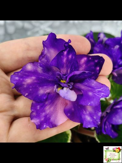 РС-Астролог (С. Репкина) 2020 г.