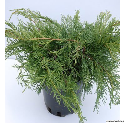 Можжевельник Метхот - Mathot